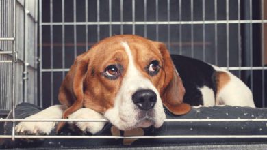 uses for dog crates and cages