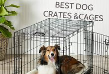 best dog crate