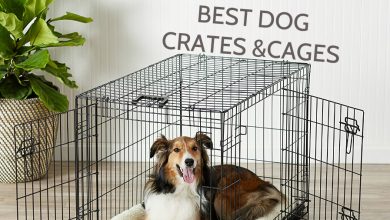 best dog crate
