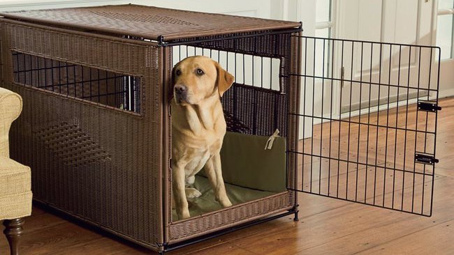Dog crate training tips